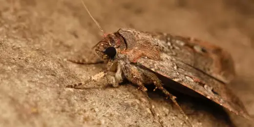 Guided by the Stars: How a Tiny Insect Uses Celestial Navigation for a Remarkable Journey