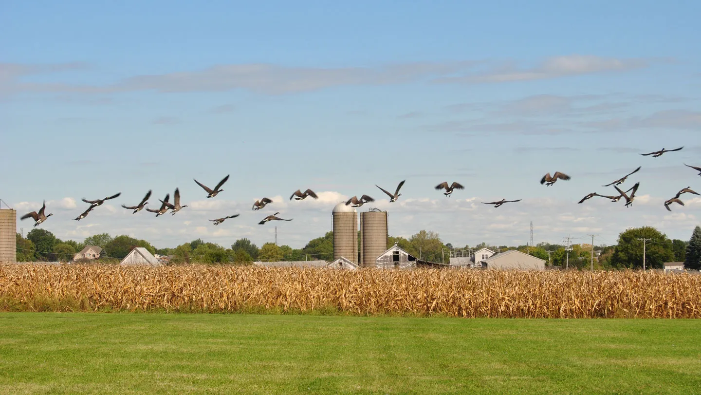 Evolving Bird Flu Strains Challenge Global Efforts to Protect Farm Flocks Evolving Bird Flu Strains Challenge Global Efforts to Protect Farm Flocks
