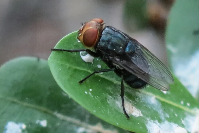 Billions of Flies to Be Bred in U.S. Battle Against Devastating Crop Pest science