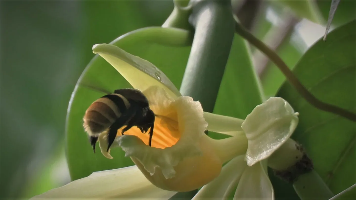 Climate Change Threatens Vanilla’s Delicate Bond With Its Pollinators